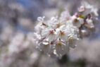 Living Japan Consultant